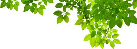 Green Leaves Foliage Nature Background Plant Elements Free HD PNG | PNG All