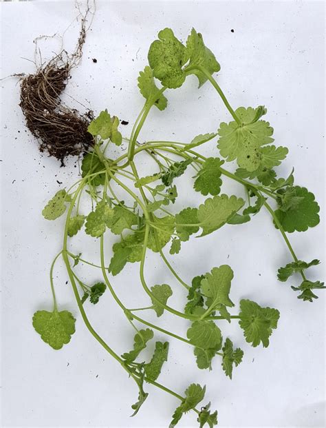 Lamium amplexicaule (Deadnettle, Greater Henbit, Henbit, Henbit Dead-Nettle) | North Carolina ...