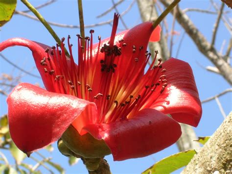 Red Silk Cotton Tree (Bombax ceiba) - Richard Lyons Nursery, Inc.