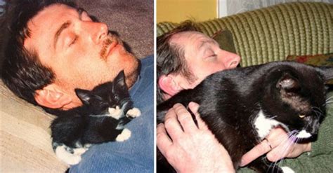 42 Of The Greatest Before-And-After Photos Of Cats To Have Ever Graced ...