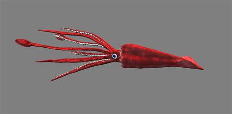 Giant Squids: Find out about their characteristics and much more