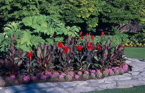 Canna Lily | UMass Amherst Greenhouse Crops and Floriculture Program