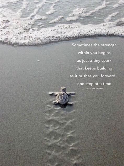 Inspirational Sea Turtle Quotes