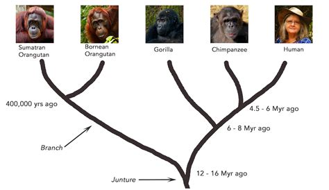 Human Ape Evolution Tree