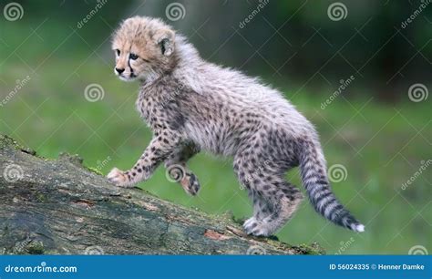 Portrait View Cheetah Cub 04 Stock Image - Image of head, child: 56024335