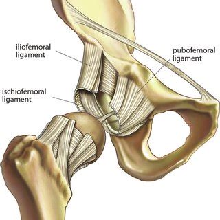 Transverse acetabular ligament, acetabular labrun, and ligamentum teres ...