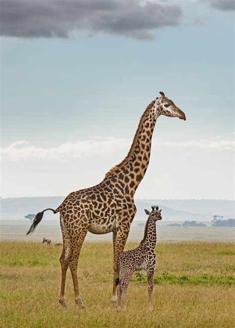 Mom and Baby Giraffe - Klaus Tiedge Fine Art Wildlife Photography