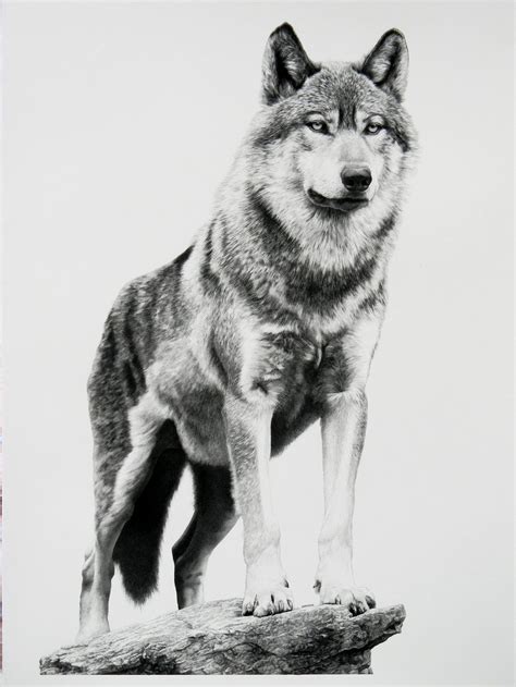 Alpha by billharrison on DeviantArt | Wolf tattoo design, Dog drawing ...