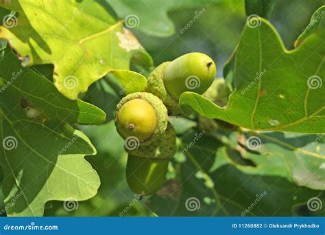 Acorns On The Oak-tree Stock Photography - Image: 11260882