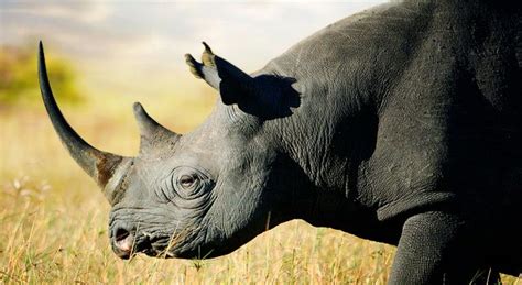 Black Rhino Habitat and Causes of Being Endangered