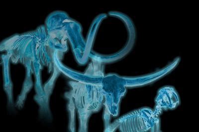 What our Ice Age mammals can teach us about endangered species • Earth.com