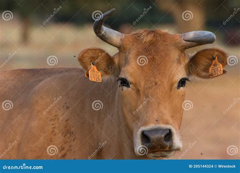 Closeup of a Tarentaise Cattle in the Spanish Dehesa, Salamanca, Spain ...