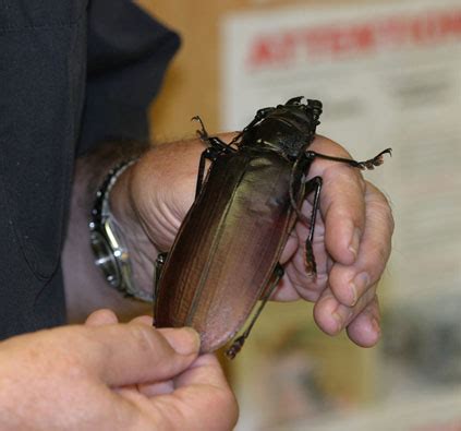 Titan Beetle | Smithsonian Institution