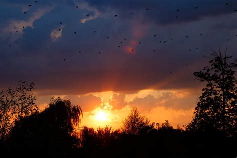 nature, Clouds, Sunset, Flying, Birds Wallpapers HD / Desktop and ...