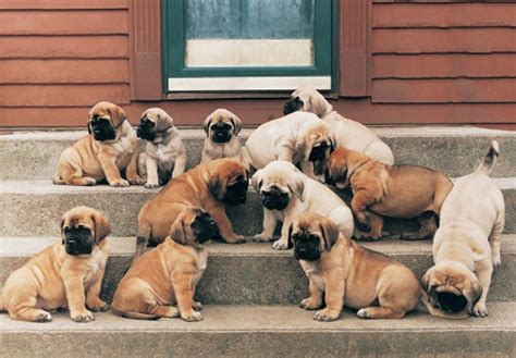 English Mastiff Puppies For Sale | Phoenix, AZ #210277