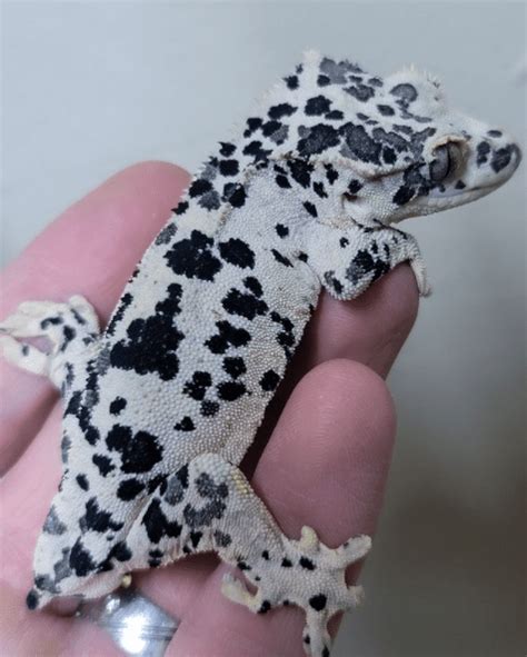 Crested Gecko Morphs - Tenny's Crested Geckos