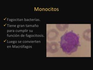 Monocitos altos: Qué significa, causas, valores, cómo bajarlos y más.