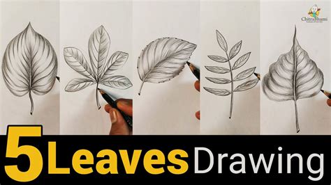 5 Leaves Drawing with Pencil Shading | Drawing for Beginners Practice - YouTube