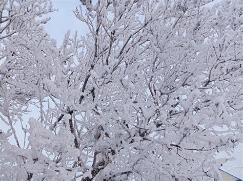 Premium Photo | White, snow, season, branches, tree, walk, outdoors ...