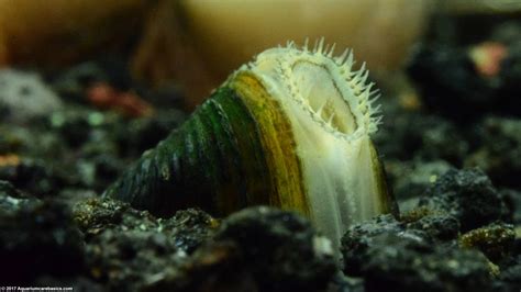 Freshwater Clams: Care, Food, Size, Lifespan & Tankmates - Video