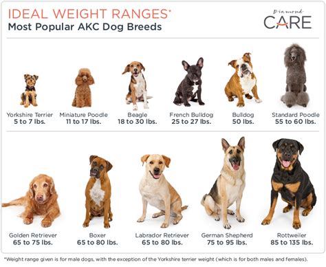 How to Determine if Your Dog Is Overweight | Diamond Pet Foods
