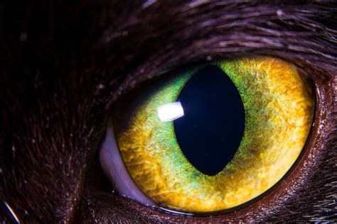 Mesmerizing Eyes Photography (20 pics)