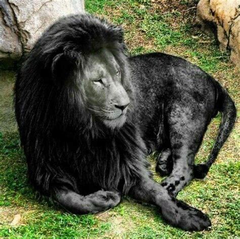 One of Nature's amazing Tricks is Melanism , a rare phenomenon ...