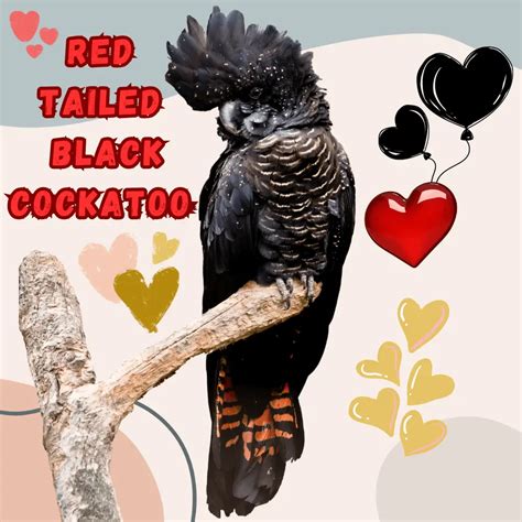 Red-tailed black cockatoo - Habitat Reproduction Food and Lifespan