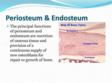 Histology of bone