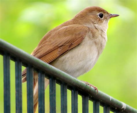 The meaning and symbolism of the word - «Nightingale»