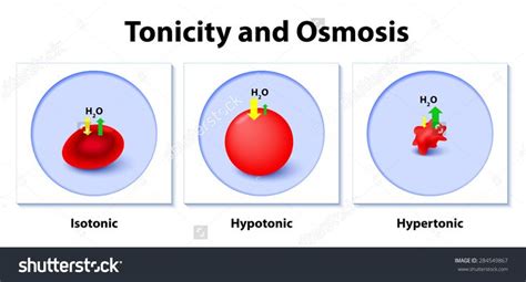 Tonicity and Osmosis