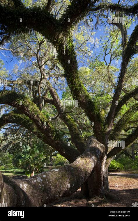 Avery Island Louisiana Live Oak at Jungle Gardens Stock Photo - Alamy