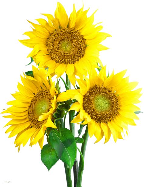 Sunflower PNG Image - PurePNG | Free transparent CC0 PNG Image Library