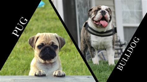 Pug vs Bulldog – Which Dog is Best for You? – BarkBlaster