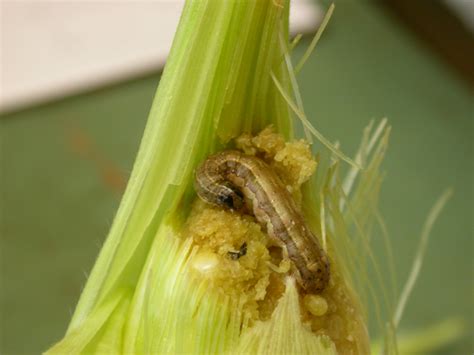 Vegetable: Armyworm, Fall | UMass Center for Agriculture, Food and the Environment