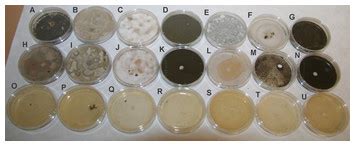 The antifungal activity of vapour phase of odourless thymol derivate [PeerJ]