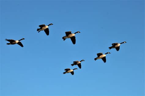 Canada Geese In Flight Free Stock Photo - Public Domain Pictures