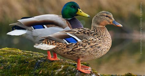 Mallard - American Bird Conservancy