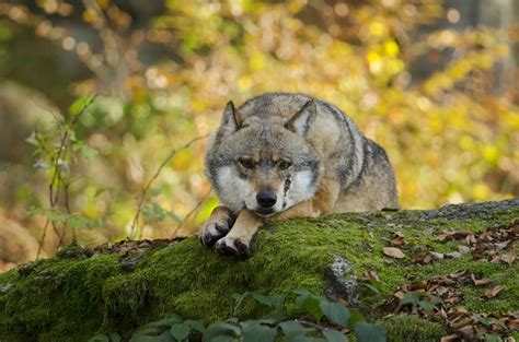 Bavarian Forest National Park (Official GANP Park Page)