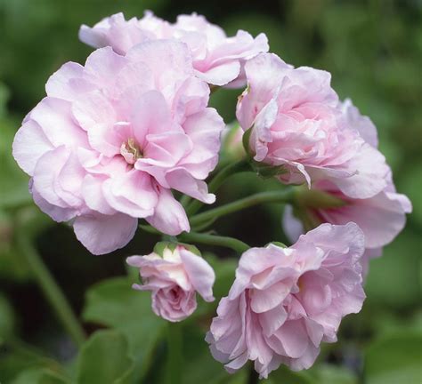 How to Plant and Grow Geraniums