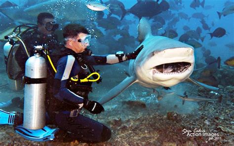 Diving with Bull Sharks in Pacific Harbour, Fiji — BucketTripper