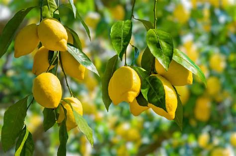 Lemon Trees for Sale - Buying & Growing Guide - Trees.com