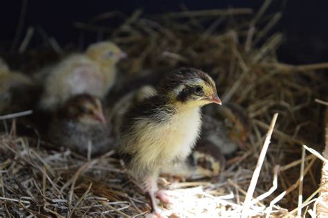 Baby Quail | BackYard Chickens - Learn How to Raise Chickens