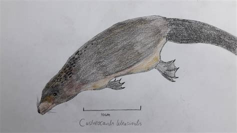 Castorocauda lutrasimilis by paleosir on DeviantArt