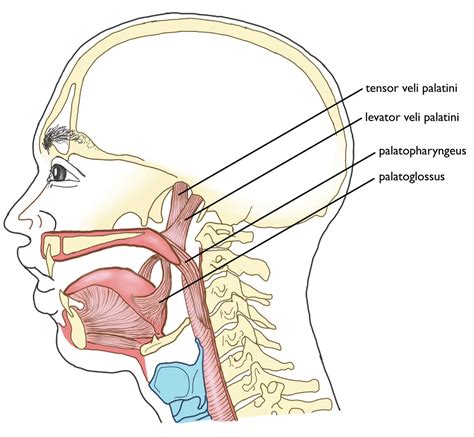 Tensor Veli Palatini Dissection