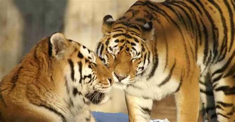 Behavior of A Tiger - AnimalBehaviorCorner