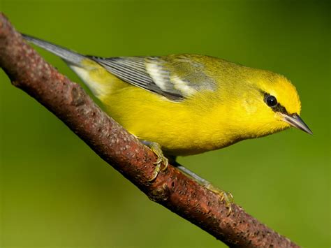 Blue-winged Warbler - eBird