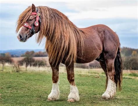 11 Interesting Facts About the Percheron Horse Breed