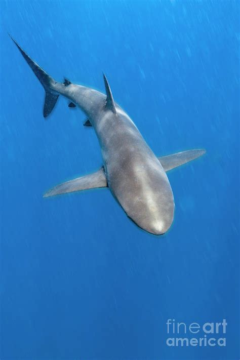 Silky Shark Photograph by Reinhard Dirscherl/science Photo Library