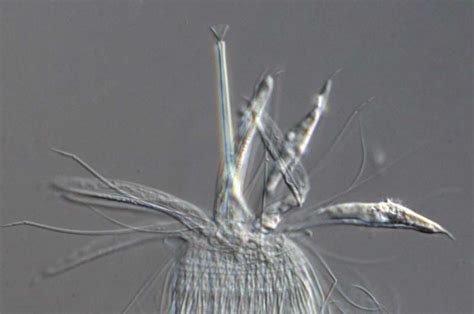 A new species of rare phylum Loricifera discovered in the deep-sea ...